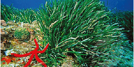 la posidonia