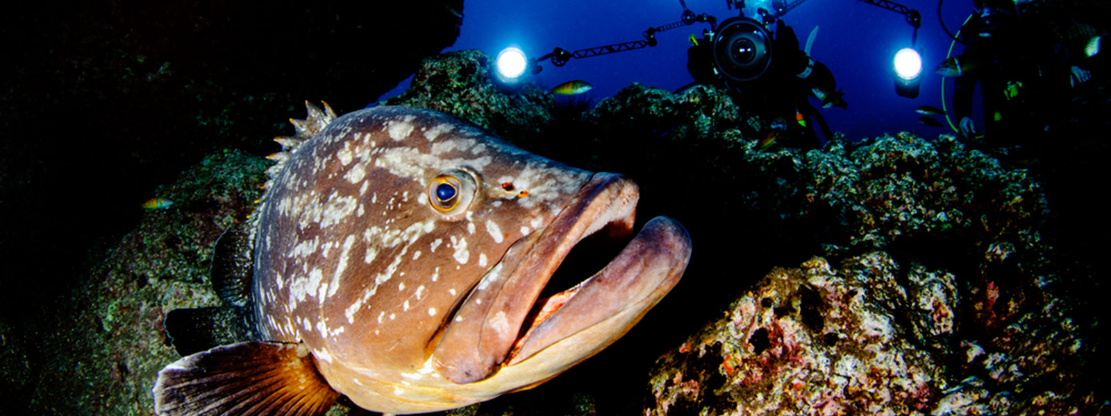 ibiza cruise diving